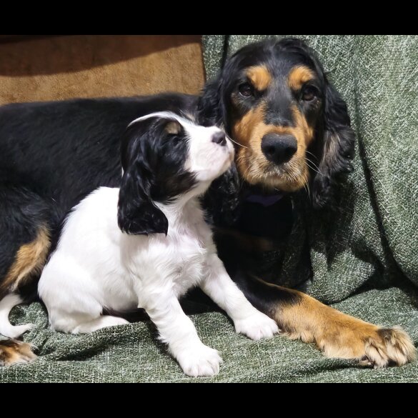 Cocker Spaniel (Working &amp; Show) - Both