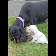 Cocker Spaniel (Working &amp; Show) - Both