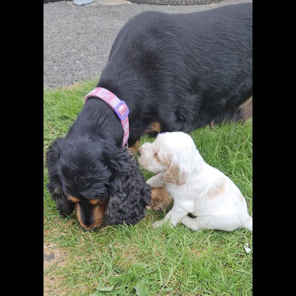 Cocker Spaniel (Working &amp; Show) - Both