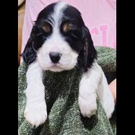 Cocker Spaniel (Working &amp; Show) - Both