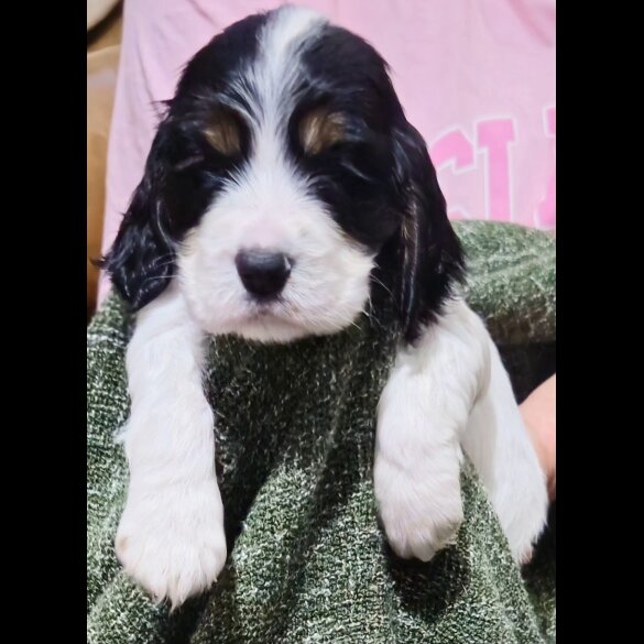 Cocker Spaniel (Working &amp; Show) - Both