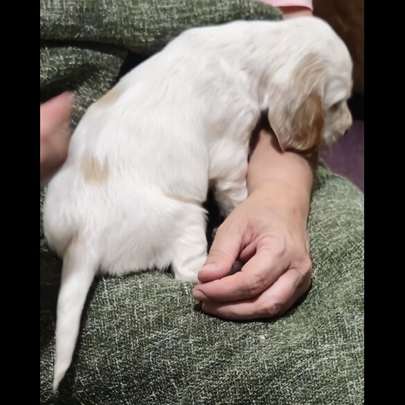 Cocker Spaniel (Working &amp; Show) - Both
