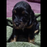 Cocker Spaniel (Working &amp; Show) - Both