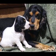 Cocker Spaniel (Working &amp; Show) - Both
