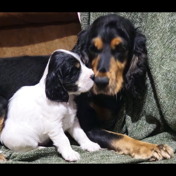 Cocker Spaniel (Working &amp; Show) - Both