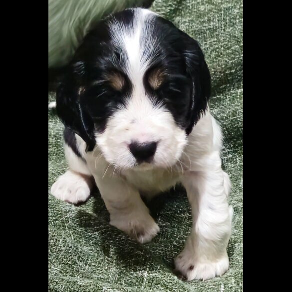 Cocker Spaniel (Working &amp; Show) - Both