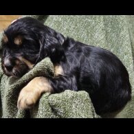 Cocker Spaniel (Working &amp; Show) - Both