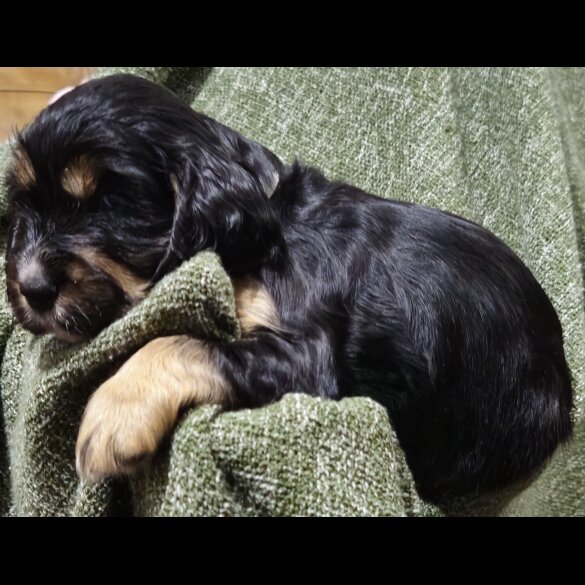 Cocker Spaniel (Working &amp; Show) - Both