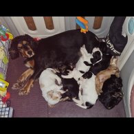 Cocker Spaniel (Working &amp; Show) - Both