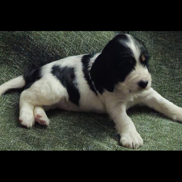 Cocker Spaniel (Working &amp; Show) - Both