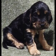 Cocker Spaniel (Working &amp; Show) - Both
