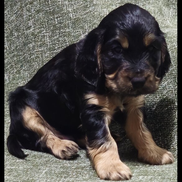 Cocker Spaniel (Working &amp; Show) - Both