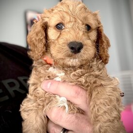 Cockapoo - Both