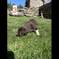 Cocker Spaniel (Working &amp; Show) - Both