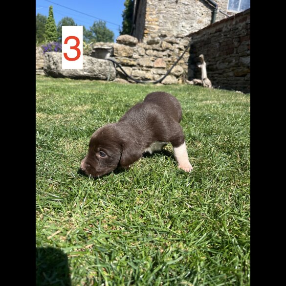 Cocker Spaniel (Working &amp; Show) - Both