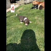 Cocker Spaniel (Working &amp; Show) - Both