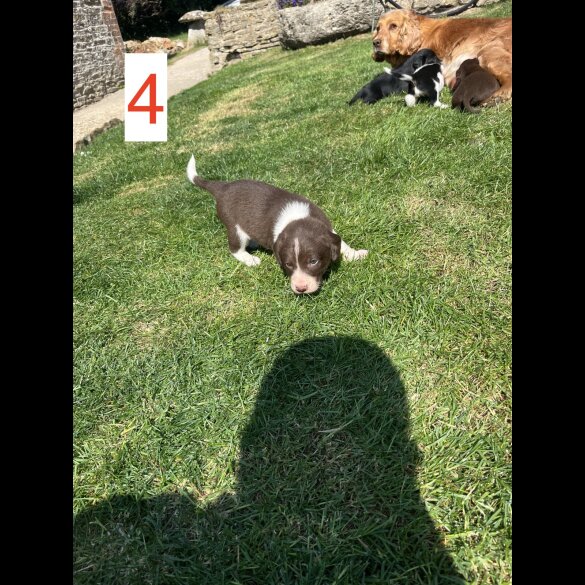Cocker Spaniel (Working &amp; Show) - Both