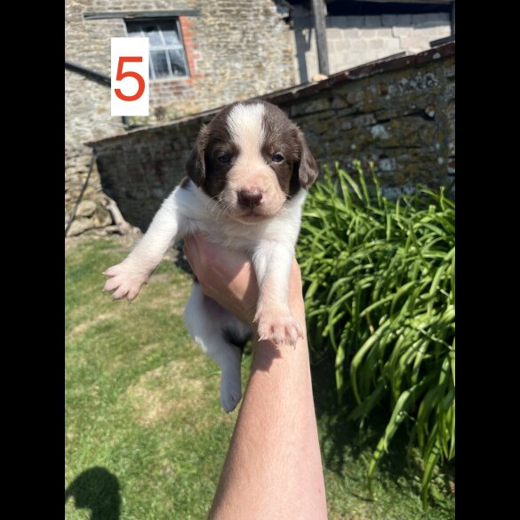 Cocker Spaniel (Working &amp; Show) - Both