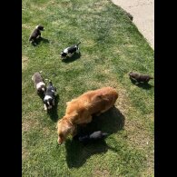 Cocker Spaniel (Working &amp; Show) - Both