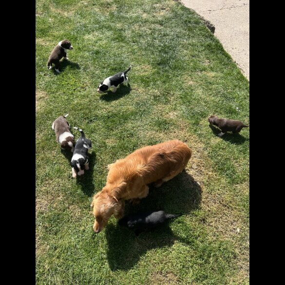 Cocker Spaniel (Working &amp; Show) - Both
