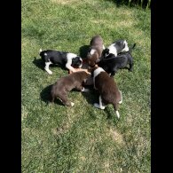 Cocker Spaniel (Working &amp; Show) - Both