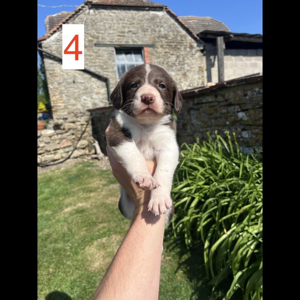 Cocker Spaniel (Working &amp; Show) - Both