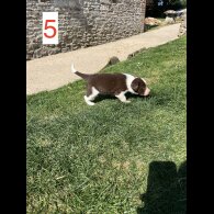 Cocker Spaniel (Working &amp; Show) - Both