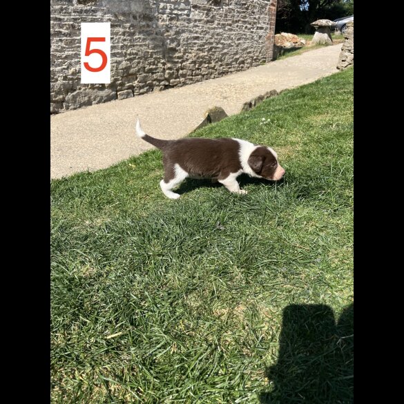 Cocker Spaniel (Working &amp; Show) - Both