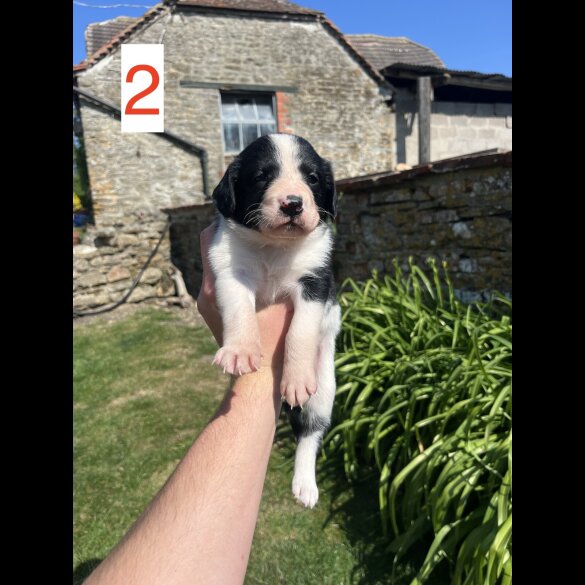 Cocker Spaniel (Working &amp; Show) - Both