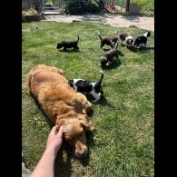 Cocker Spaniel (Working &amp; Show) - Both
