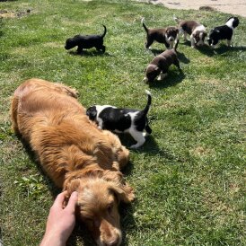 Cocker Spaniel (Working &amp; Show) - Both