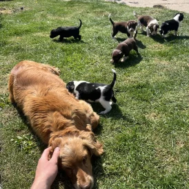 Cocker Spaniel (Working &amp; Show) - Both
