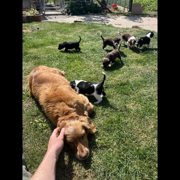 Cocker Spaniel (Working &amp; Show) - Both