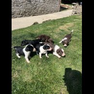 Cocker Spaniel (Working &amp; Show) - Both