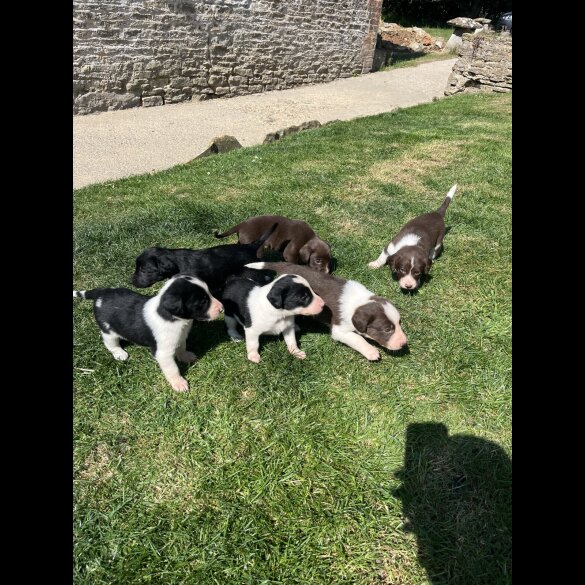 Cocker Spaniel (Working &amp; Show) - Both