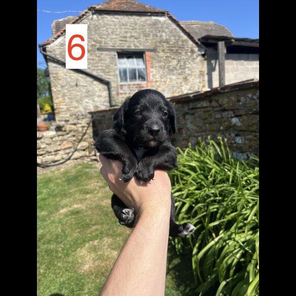 Cocker Spaniel (Working &amp; Show) - Both