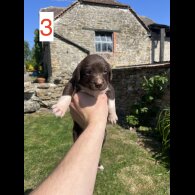 Cocker Spaniel (Working &amp; Show) - Both