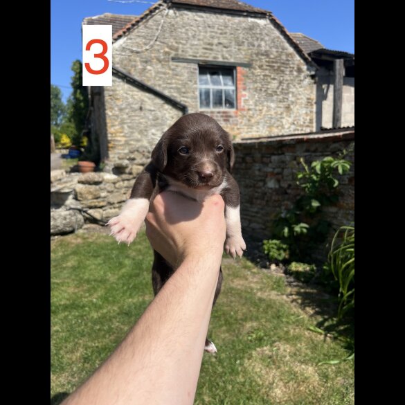 Cocker Spaniel (Working &amp; Show) - Both