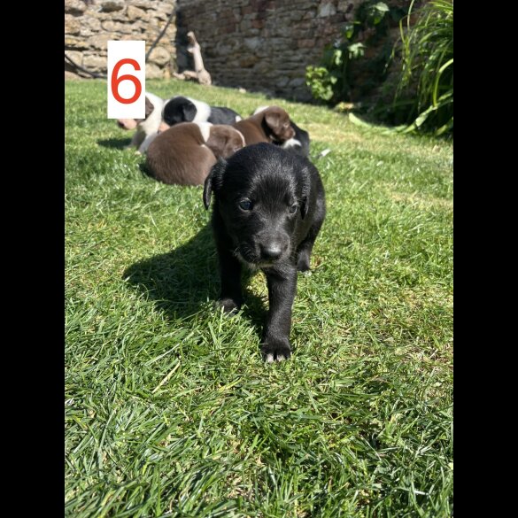 Cocker Spaniel (Working &amp; Show) - Both