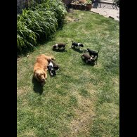 Cocker Spaniel (Working &amp; Show) - Both