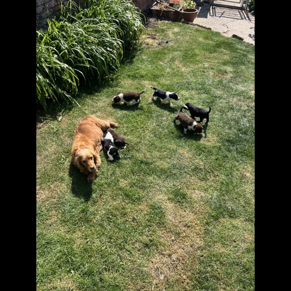 Cocker Spaniel (Working &amp; Show) - Both