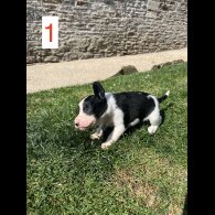 Cocker Spaniel (Working &amp; Show) - Both