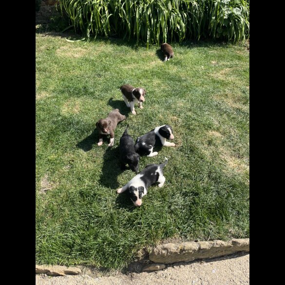 Cocker Spaniel (Working &amp; Show) - Both