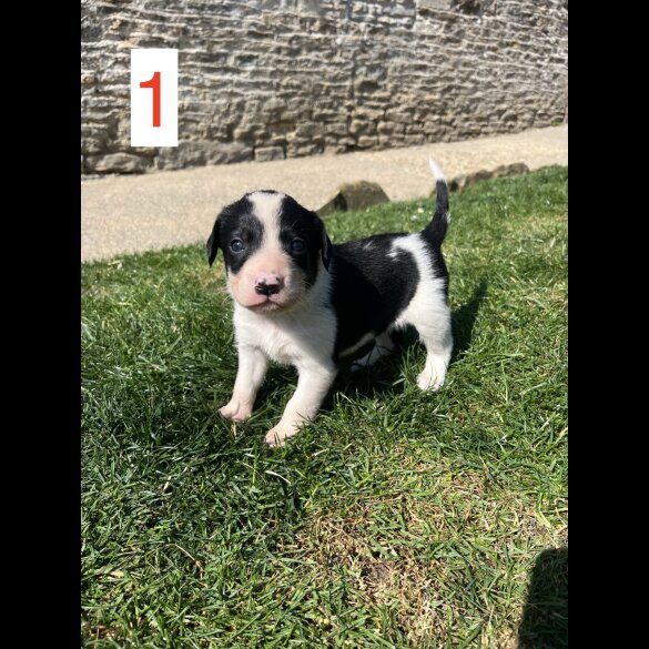 Cocker Spaniel (Working &amp; Show) - Both