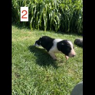 Cocker Spaniel (Working &amp; Show) - Both