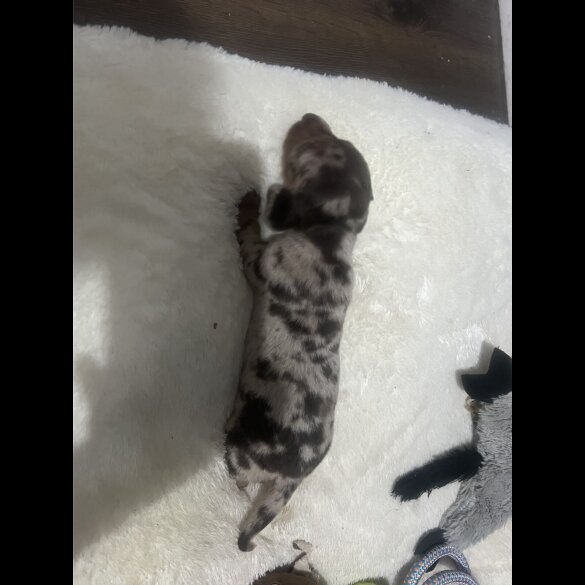 Dachshund (Standard &amp; Miniature) - Both