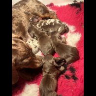 Dachshund (Standard &amp; Miniature) - Both