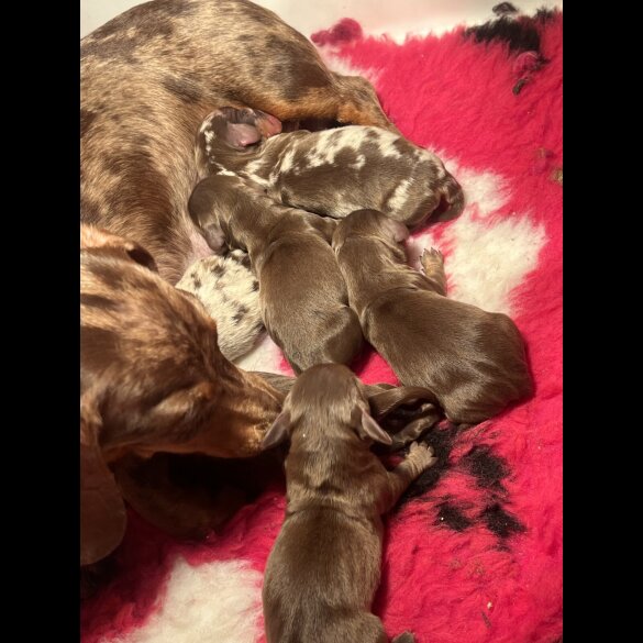 Dachshund (Standard &amp; Miniature) - Both