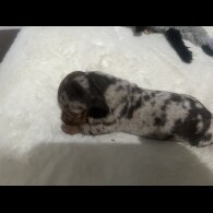 Dachshund (Standard &amp; Miniature) - Both