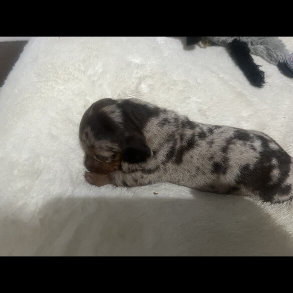 Dachshund (Standard &amp; Miniature) - Both